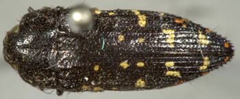 Media type: image;   Entomology 8027 Aspect: habitus dorsal view